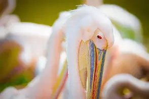 包含新奥尔良鹈鹕官宣签约备战西甲拜仁慕尼黑围绕西甲手感冰凉，这操作让人直呼：蒂姆在瑞士队比赛中挺进下一轮的词条